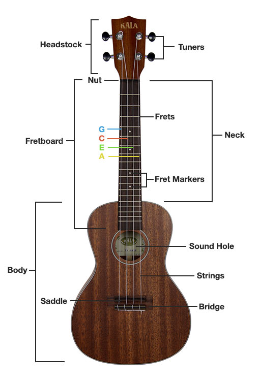 parts of the ukulele